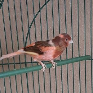 Meet your Posher, Irving